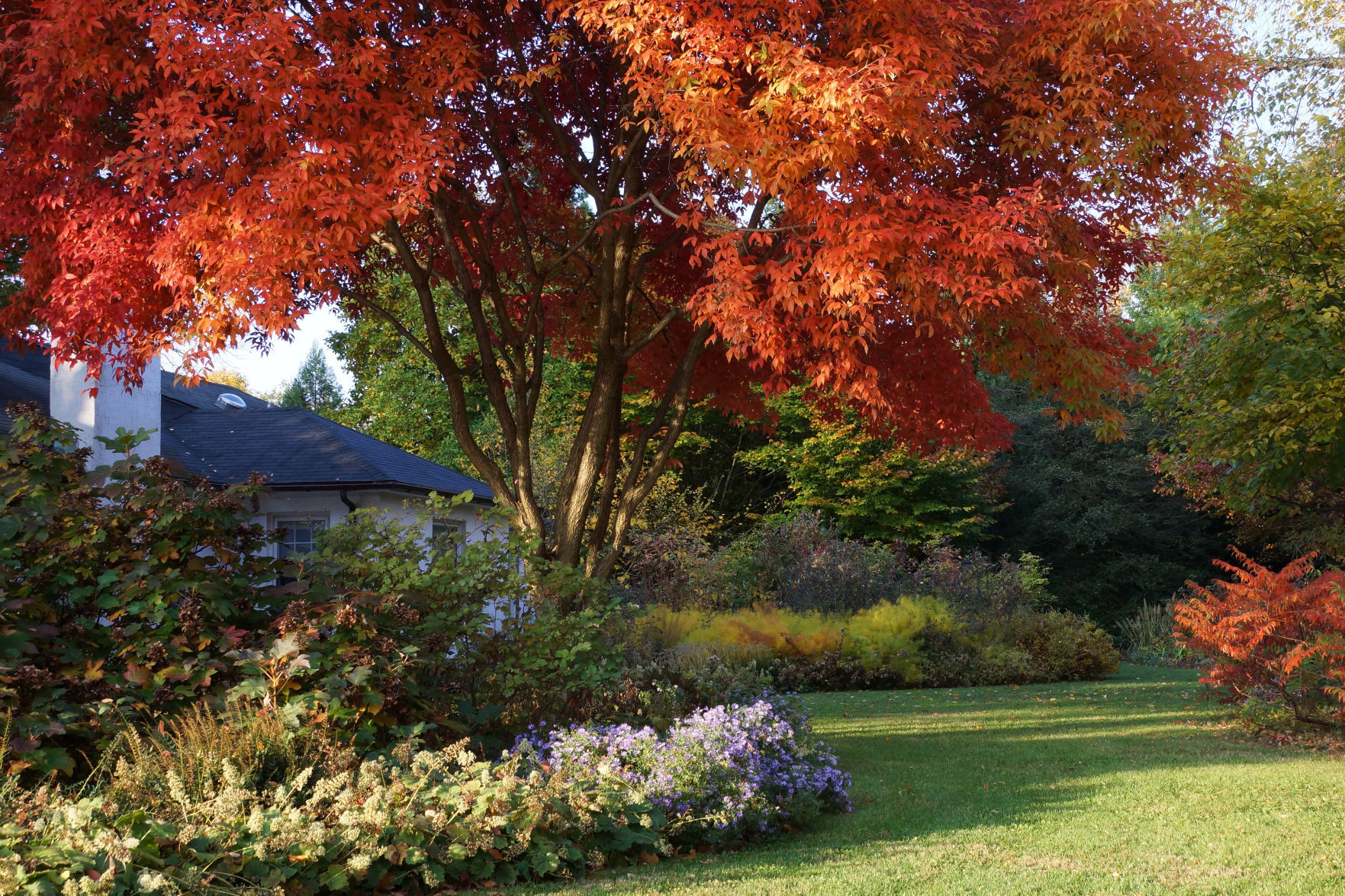 red tree